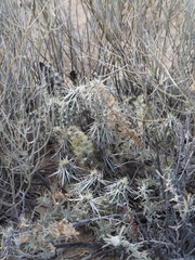 Grusonia clavata