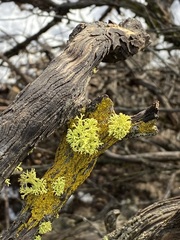 Candelariella rosulans