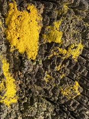 Candelariella rosulans