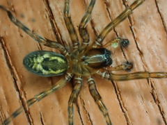 Amaurobius fenestralis