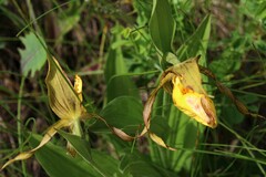 Cypripedium parviflorum pubescens