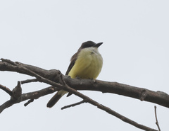 Tyrannus crassirostris