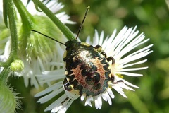 Pinthaeus sanguinipes