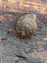 Cryptomastix germana