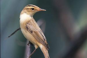 Streaked Reed Warbler (Acrocephalus sorghophilus)