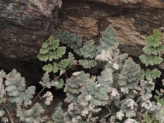 Myriopteris parryi