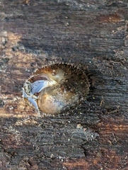 Cryptomastix germana