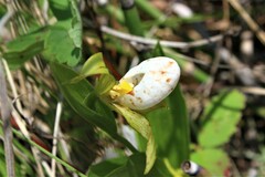 Cypripedium candidum