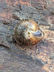 Cryptomastix germana