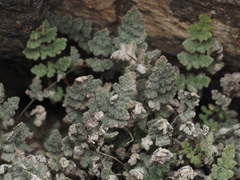 Myriopteris parryi