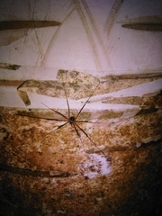 Dicranopalpus larvatus