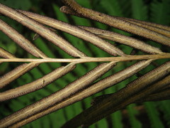 Pentarhizidium orientale