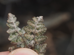 Myriopteris parryi