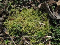 Selaginella apoda
