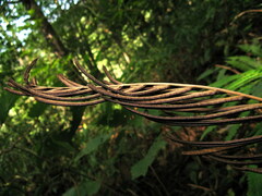 Pentarhizidium orientale
