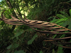 Pentarhizidium orientale