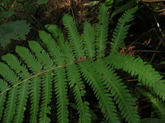 Pentarhizidium orientale