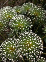 Eriocaulaceae