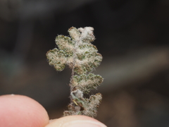 Myriopteris parryi