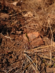 Eulophia hians hians