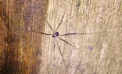 Dicranopalpus larvatus