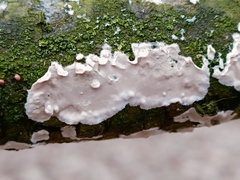 Cylindrobasidium laeve