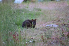 Thylogale billardierii