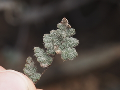 Myriopteris parryi
