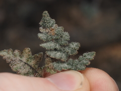 Myriopteris parryi