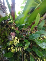Specklinia