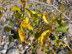 Frangula alnus