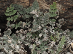 Myriopteris parryi