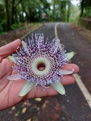 Passiflora ligularis