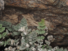 Myriopteris parryi
