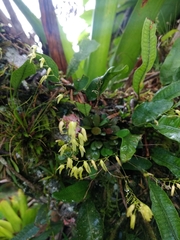Specklinia