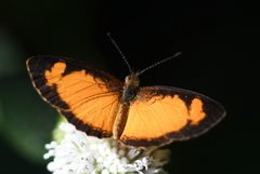 Tegosa anieta