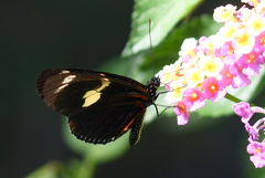 Heliconius doris