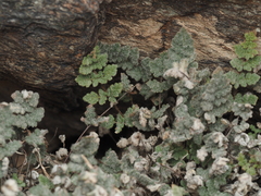 Myriopteris parryi
