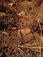 Eulophia hians hians