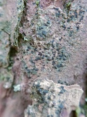 Arthonia spadicea