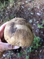 Caloboletus rubripes