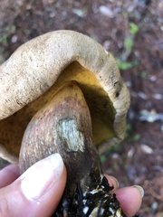 Caloboletus rubripes