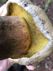 Caloboletus rubripes