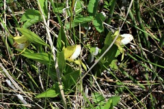 Cypripedium candidum