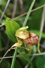 Cypripedium candidum