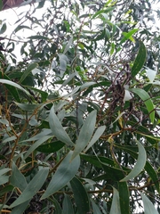 Acacia pycnantha