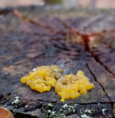 Dacrymyces