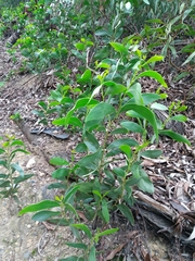 Acacia pycnantha