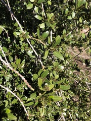 Rhamnus alaternus
