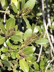 Rhamnus alaternus